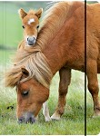 elastomap
'pony's'
